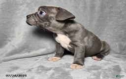 Frenchton dogs for sale: Jwala - Image 3