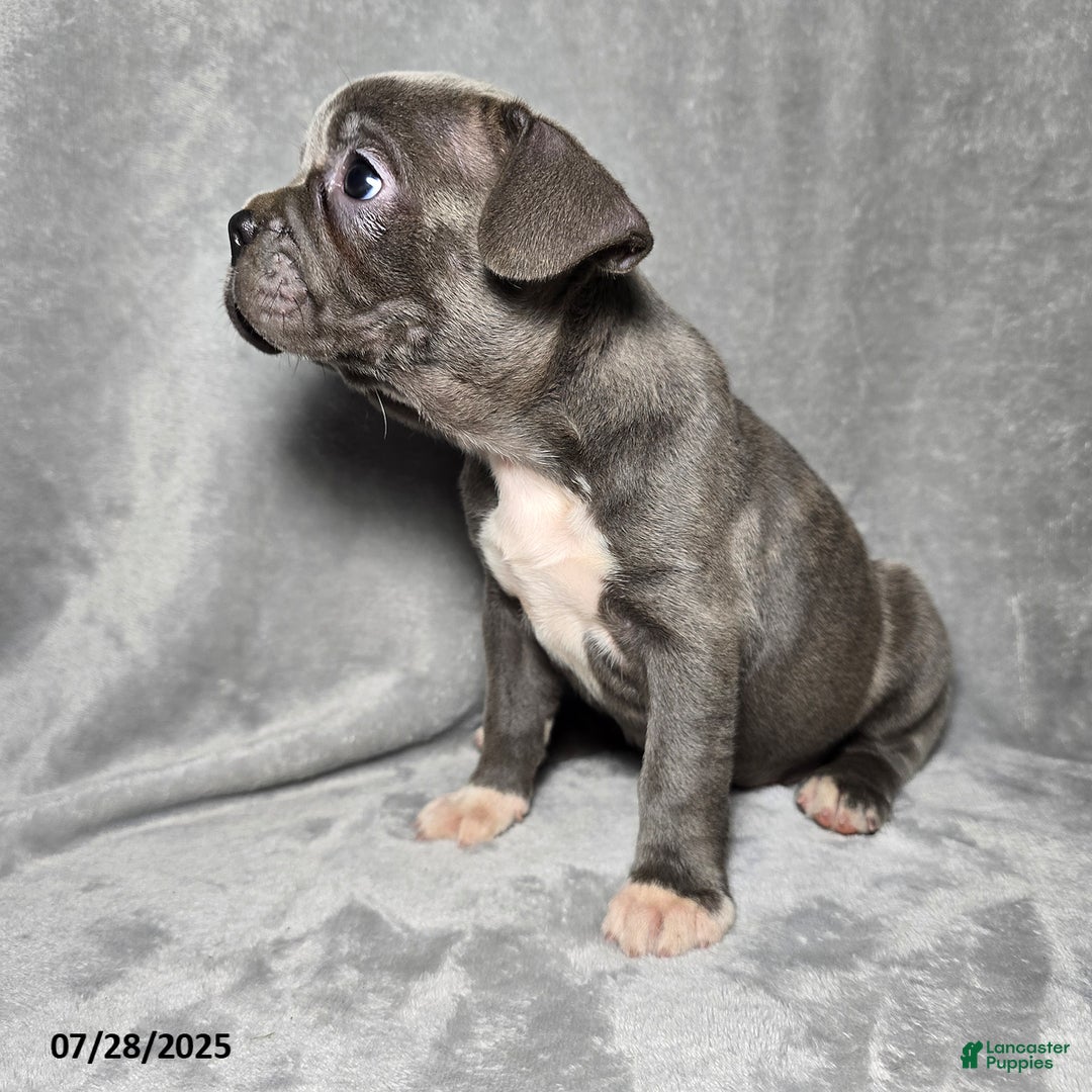 Frenchton dogs for sale: Jwala - Image 3