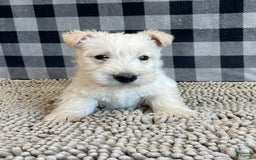 Scottish Terrier dogs for sale: Rubert - Image 4