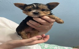 Yorkshire Terrier dogs for sale: Jacob - Image 1