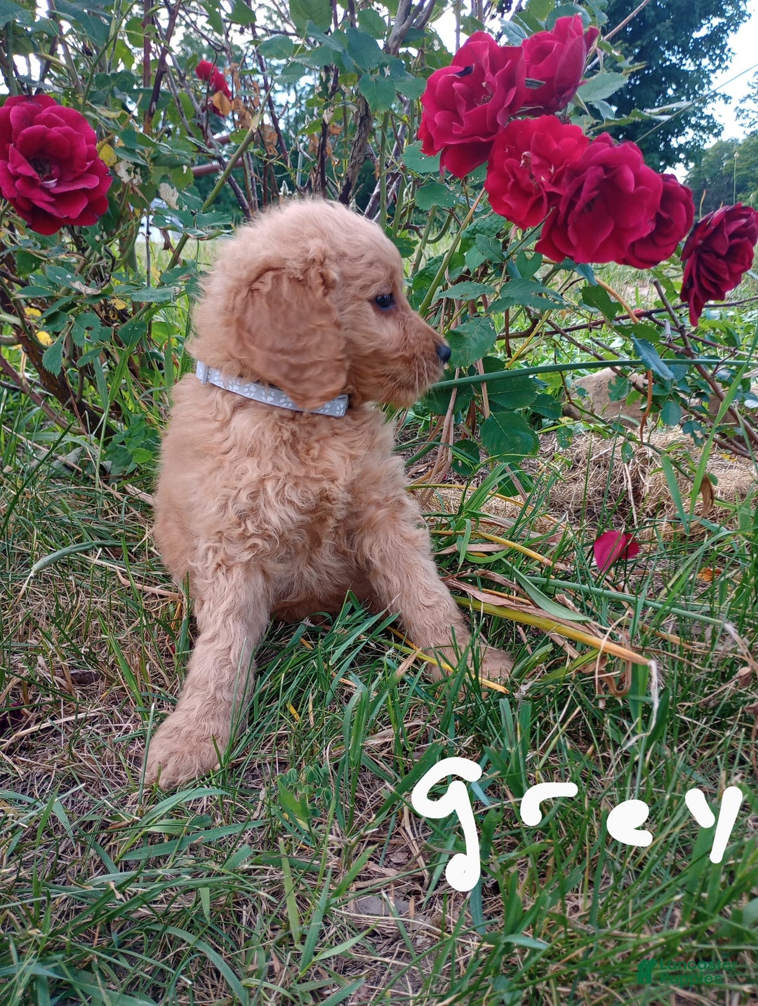 Goldendoodle dogs for sale: Grey - Image 2