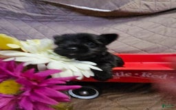 Yorkshire Terrier dogs for sale: Ziggy - Image 2