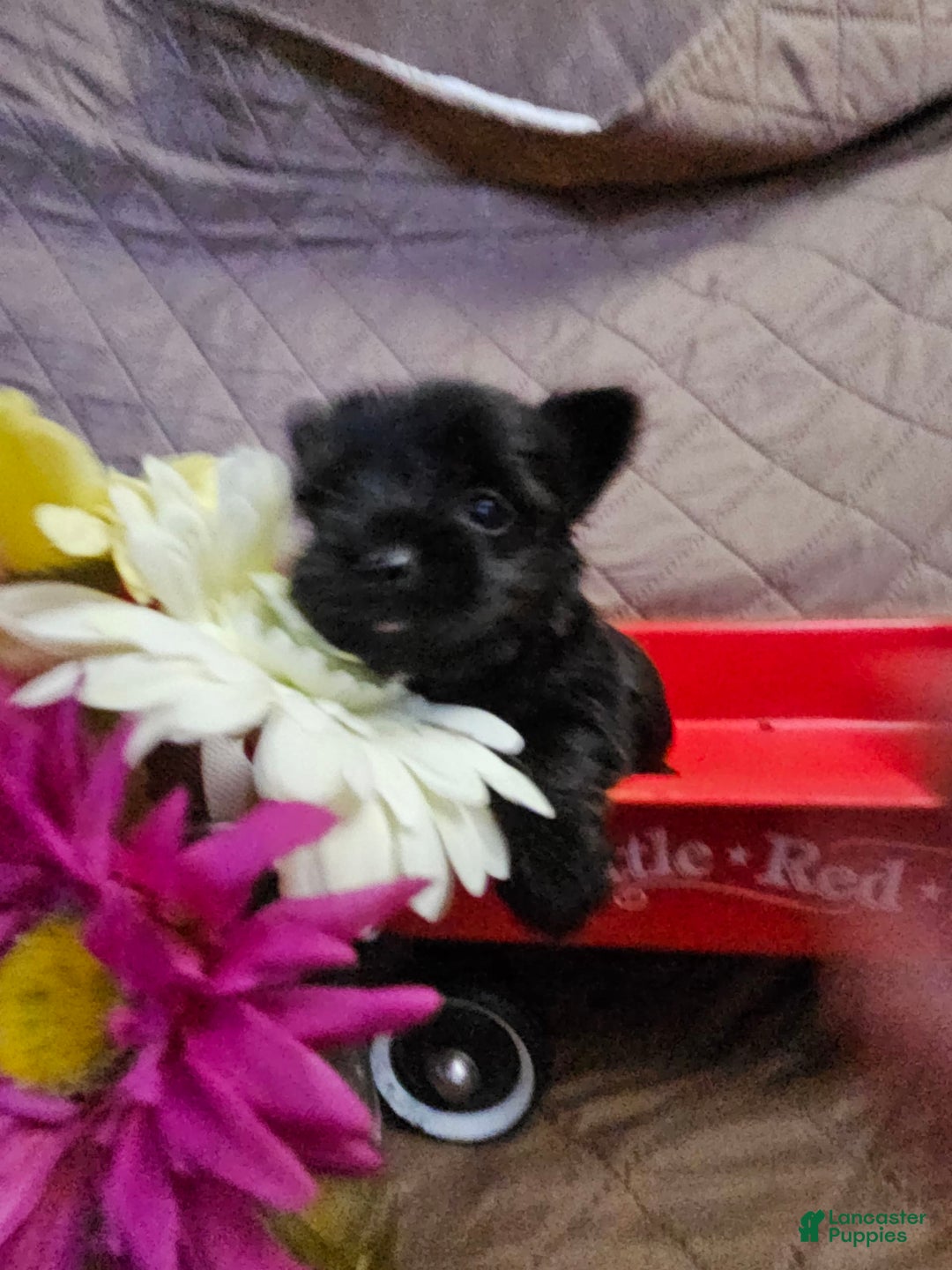 Yorkshire Terrier dogs for sale: Ziggy - Image 2