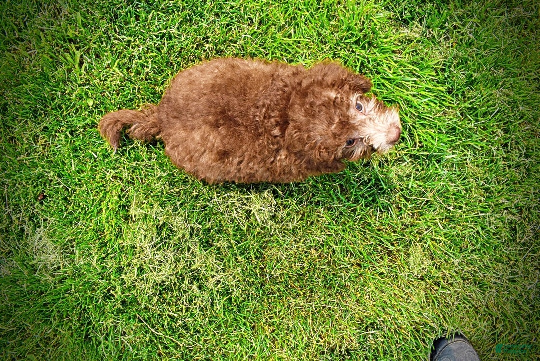 Havapoo dogs for sale: Toto - Image 1