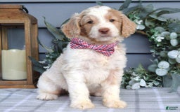Goldendoodle dogs for sale: Audi - Image 9