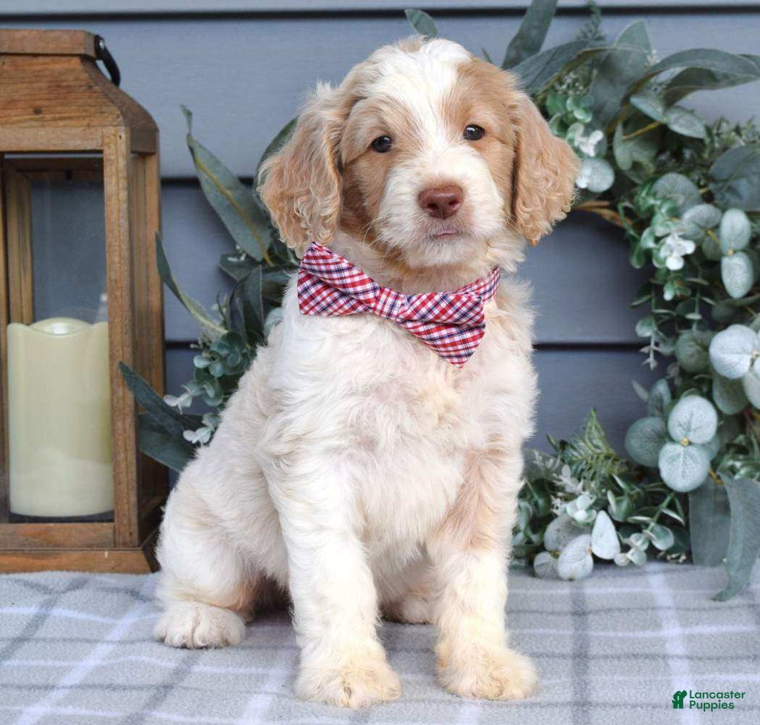Goldendoodle dogs for sale: Audi - Image 9