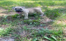 American Bully dogs for sale: China - Image 7