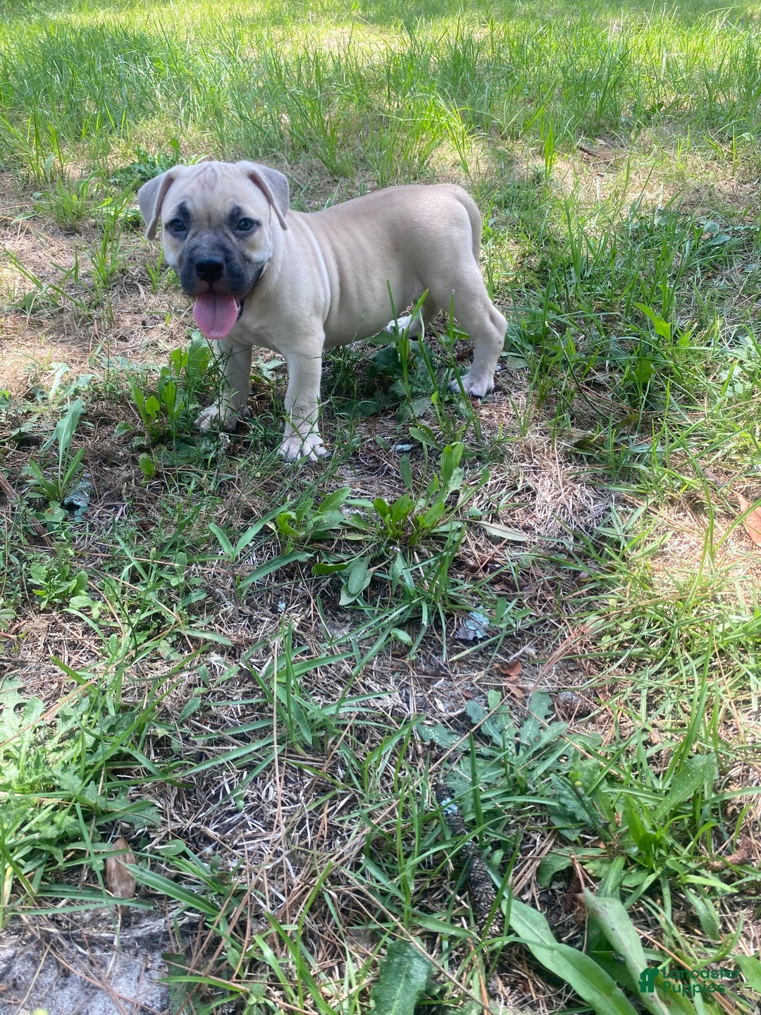 American Bully dogs for sale: China - Image 7