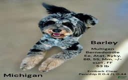 Bernedoodle dogs for sale: Merle Girl A - Image 11
