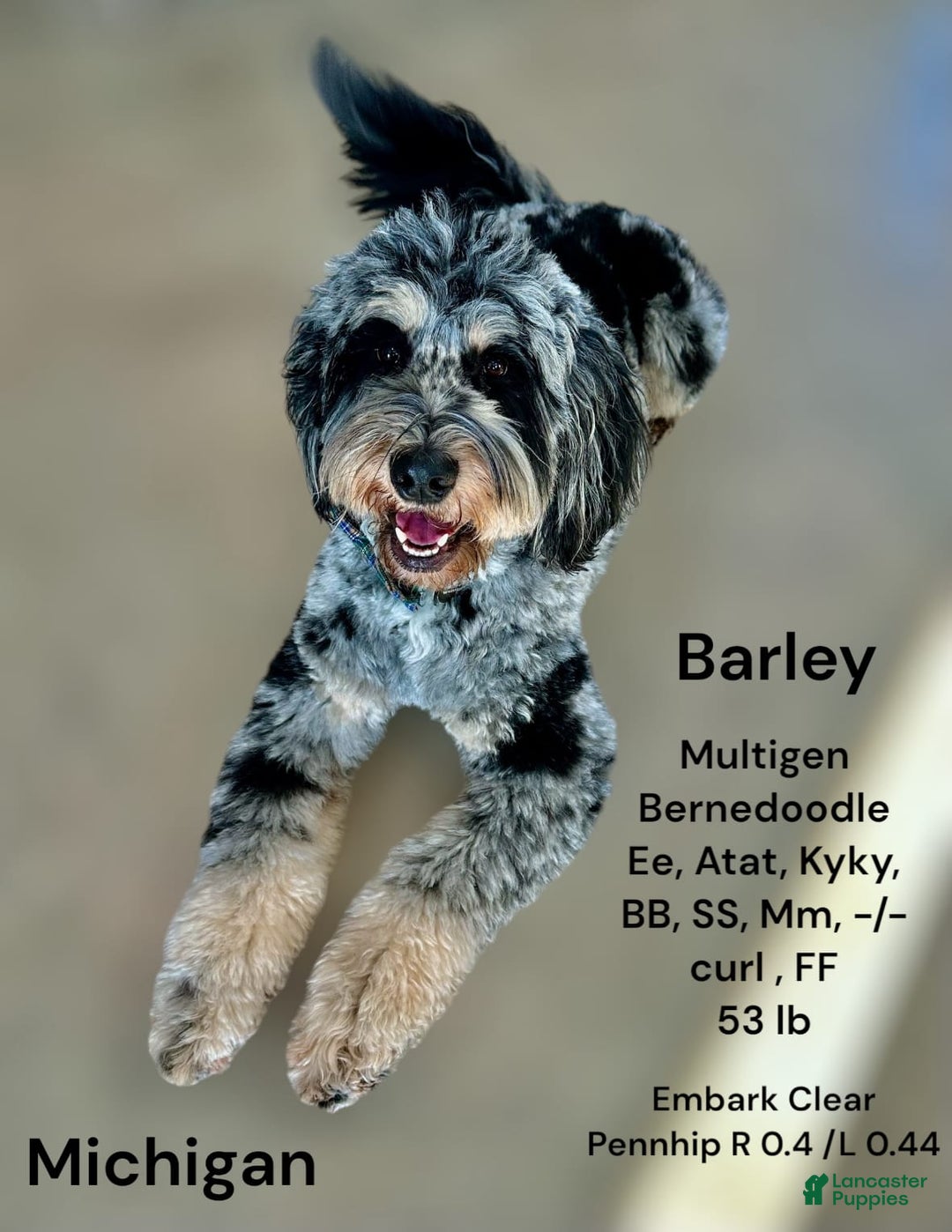 Bernedoodle dogs for sale: Merle Girl A - Image 11