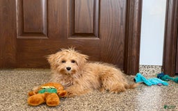 Maltipoo dogs for sale: Honey - Image 3