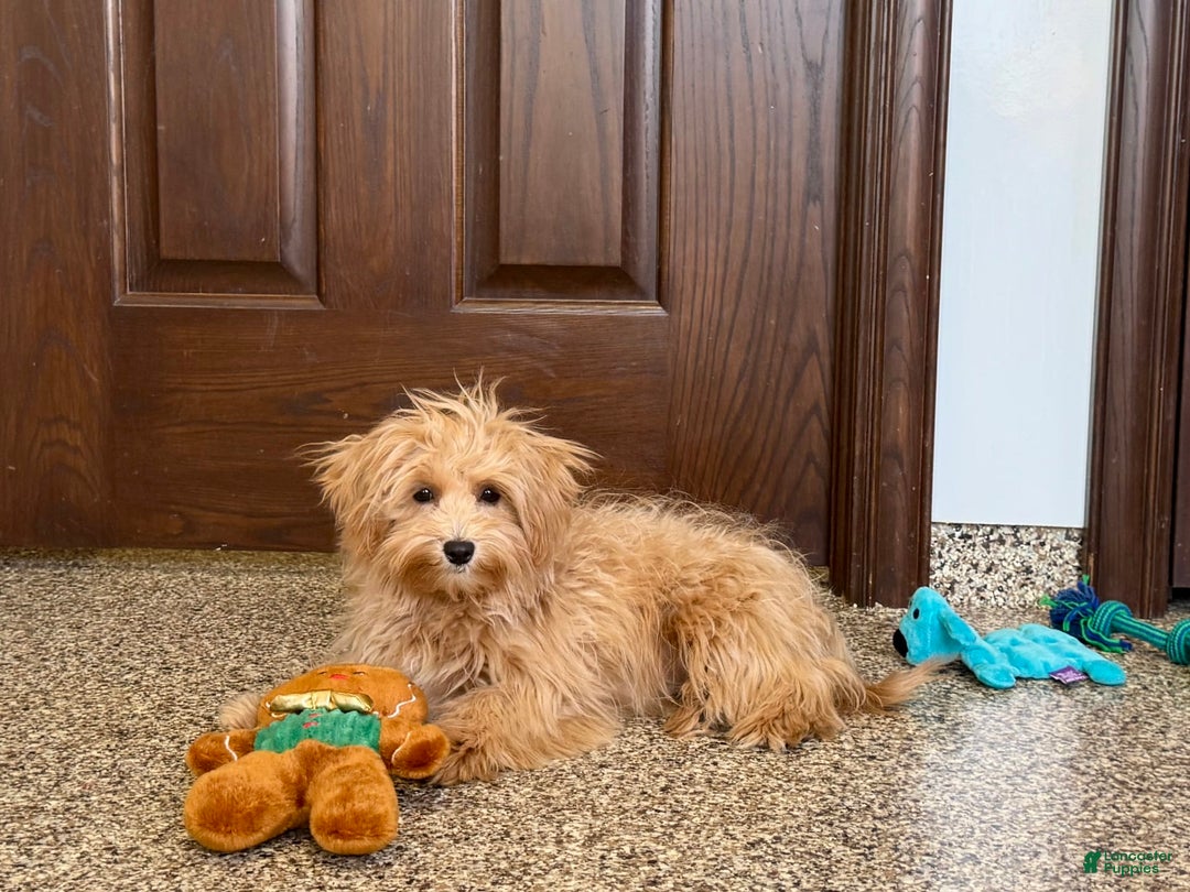 Maltipoo dogs for sale: Honey - Image 3
