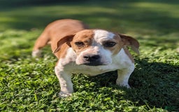 Beabull dogs for sale: Duke - Image 6