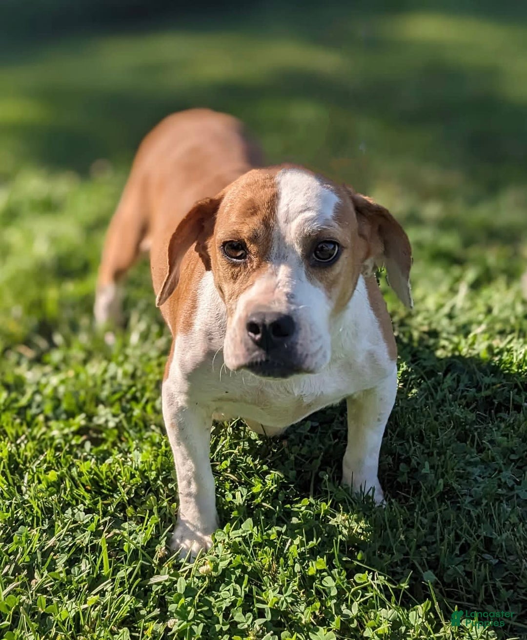 Beabull dogs for sale: Duke - Image 6