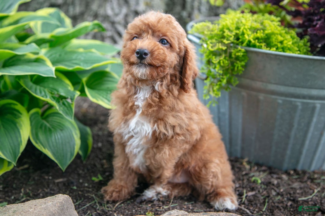 Miniature Poodle dogs for sale: Kodi - Image 4