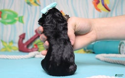 Mini Bernedoodle dogs for sale: Jan - Image 8