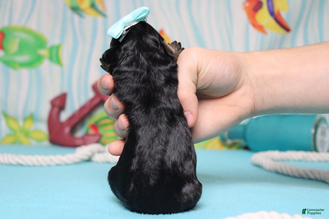 Mini Bernedoodle dogs for sale: Jan - Image 8