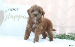 Goldendoodle dogs for sale: Sharon - Image 2