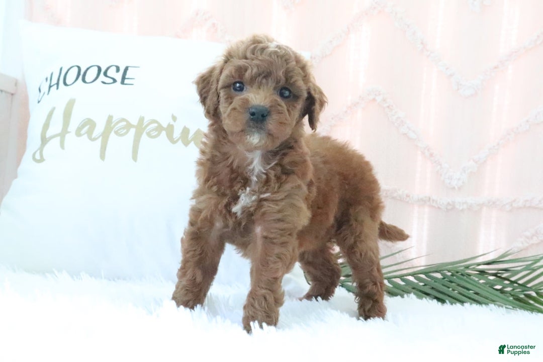 Goldendoodle dogs for sale: Sharon - Image 2
