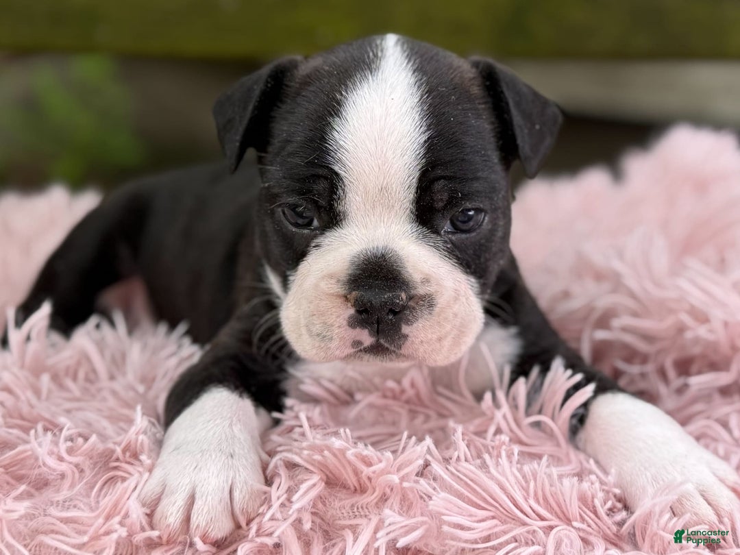 Frenchton dogs for sale: Jax - Image 2