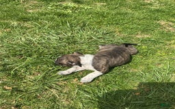 American Bully dogs for sale: Nala-brindle - Image 9