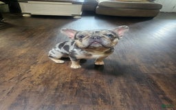 French Bulldog dogs for sale: Sylvia - Image 4