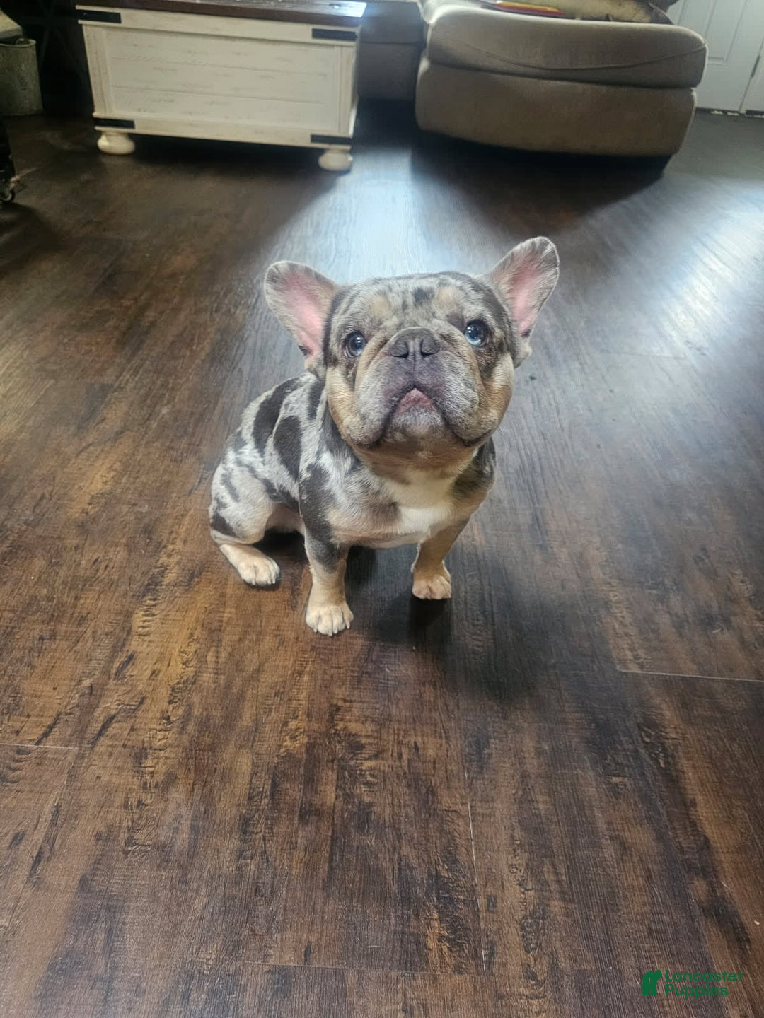 French Bulldog dogs for sale: Sylvia - Image 4