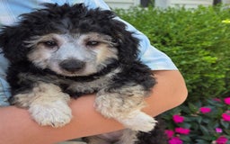 Yorkiepoo dogs for sale: Kyle - Image 2