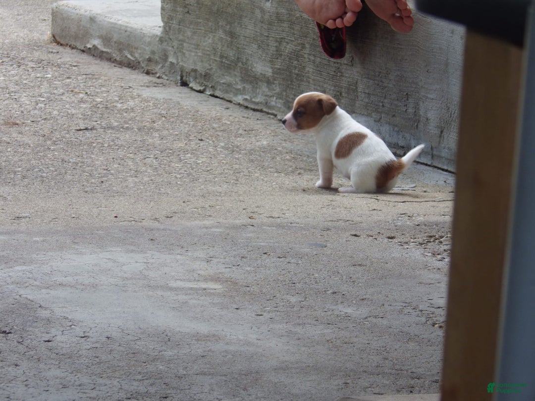 Jack Russell Terrier dogs for sale: Fillmore - Image 17