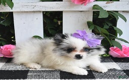 Pomeranian dogs for sale: Sparkle - Image 1
