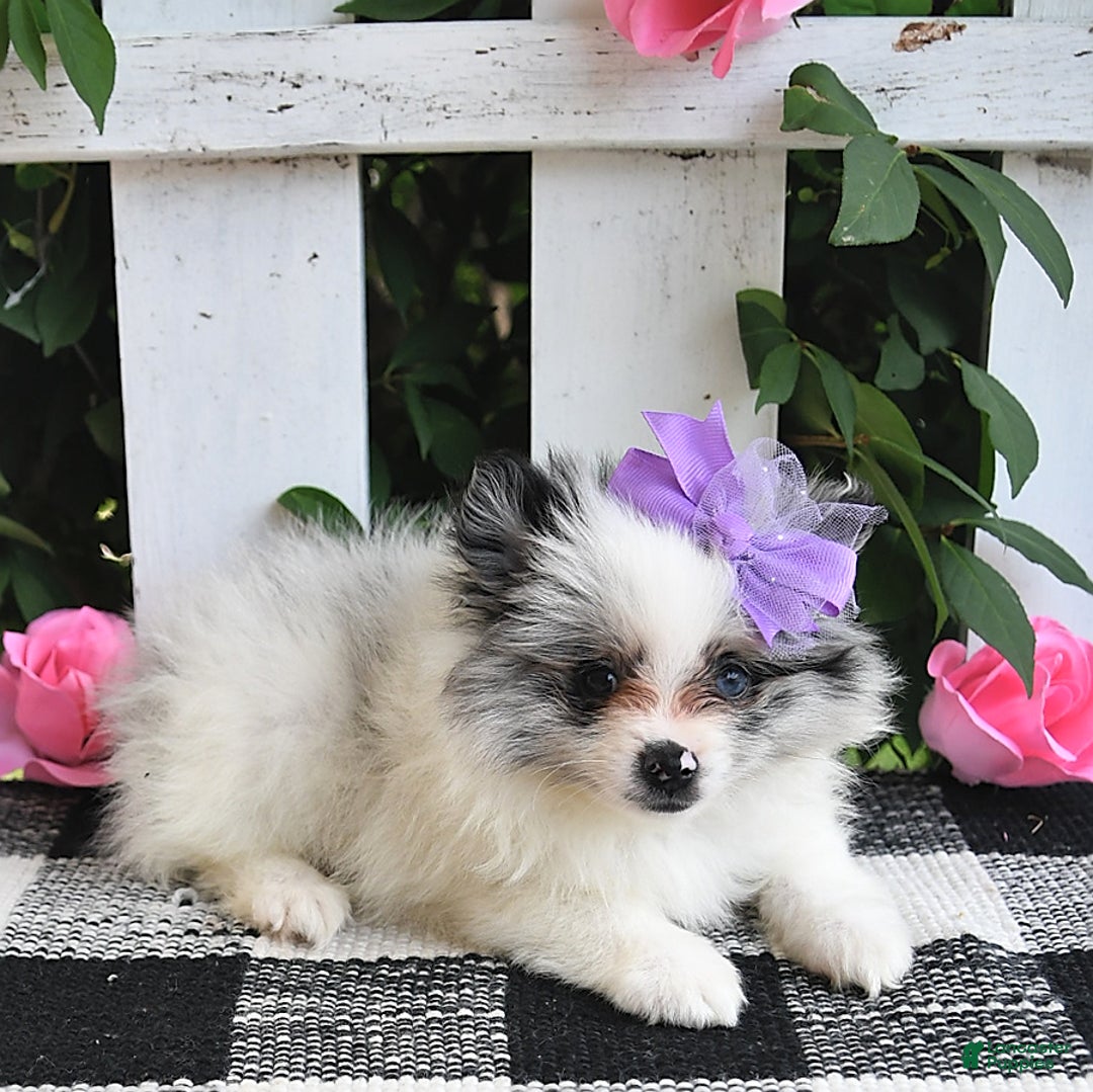 Pomeranian dogs for sale: Sparkle - Image 1