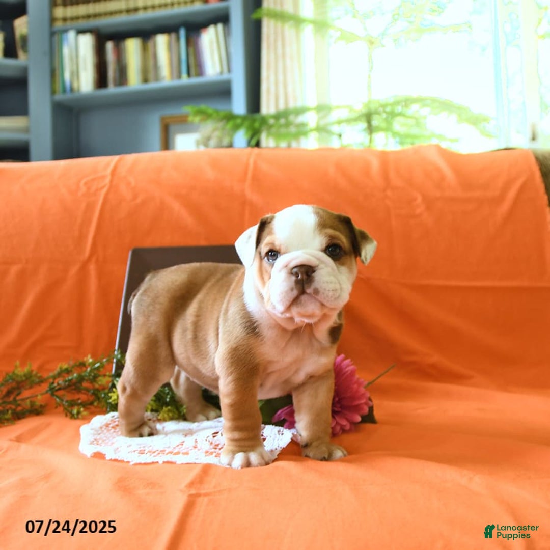 English Bulldog dogs for sale: Kathy - Image 3