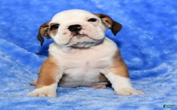Beabull dogs for sale: Cody - Image 3