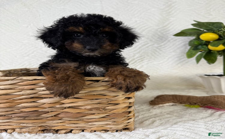 Cockapoo dogs for sale - Ad 1