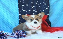Welsh Corgi Pembroke dogs for sale: Linton - Image 8