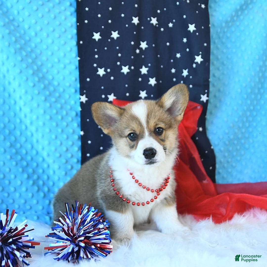 Welsh Corgi Pembroke dogs for sale: Linton - Image 8