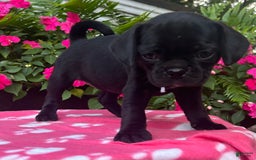 Puggle dogs for sale: Elsa - Image 4