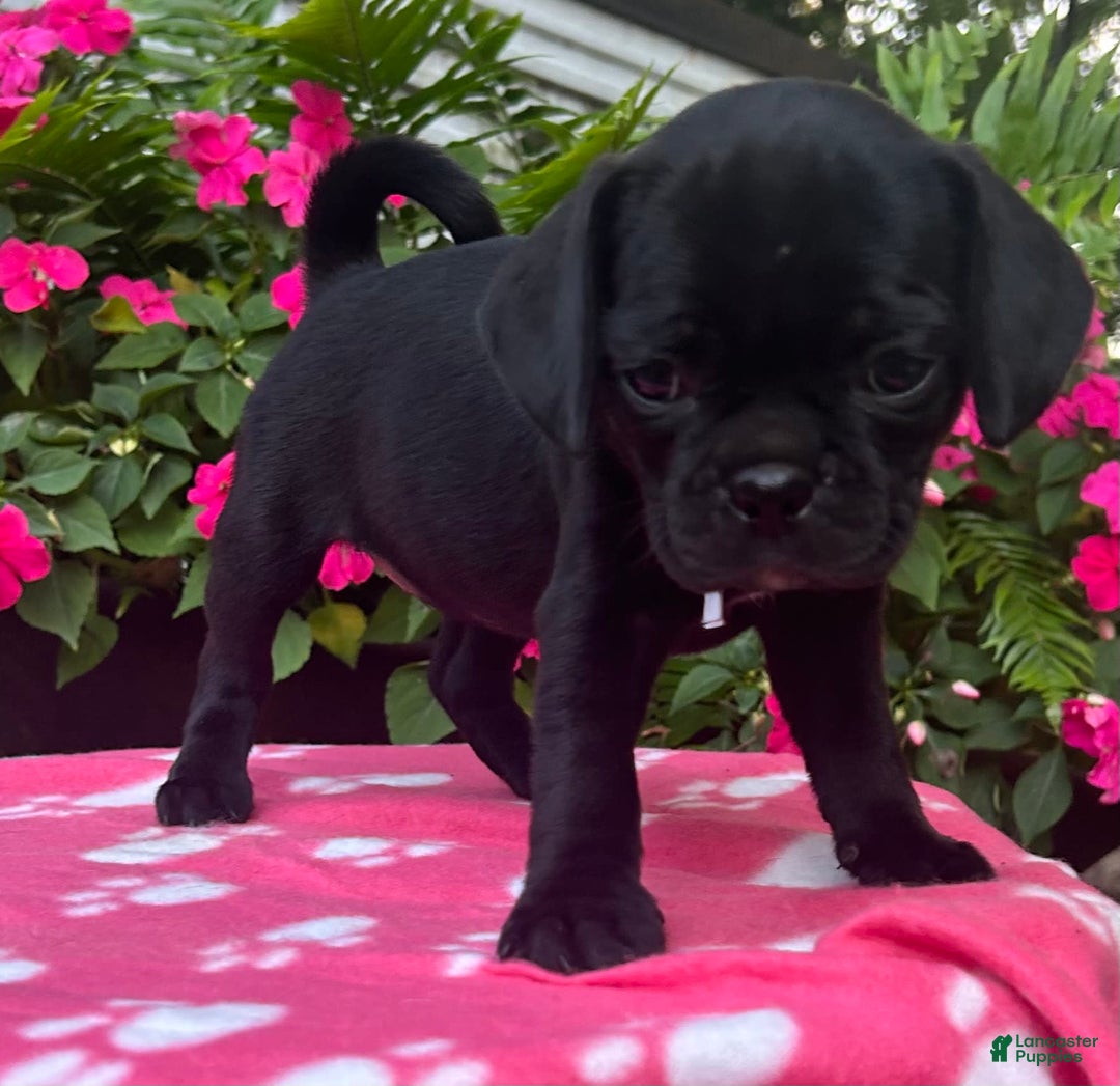 Puggle dogs for sale: Elsa - Image 4