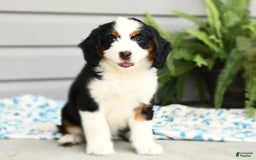 Bernedoodle dogs for sale: Ginger - Image 1