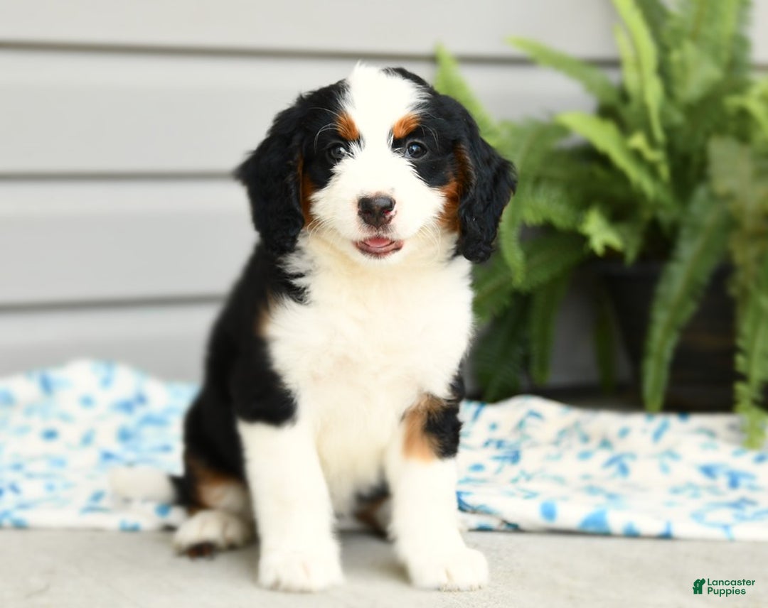 Bernedoodle dogs for sale: Ginger - Image 1