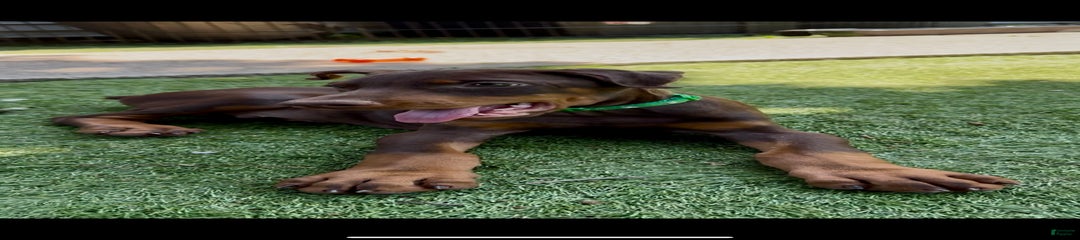 Johnny Euro Championship Line Doberman