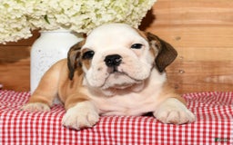 Beabull dogs for sale: Cody - Image 5