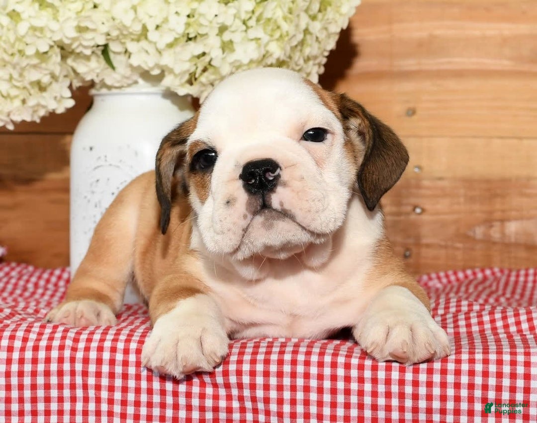 Beabull dogs for sale: Cody - Image 5