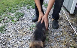 Norwegian Elkhound dogs for sale: Roscoe - Image 3