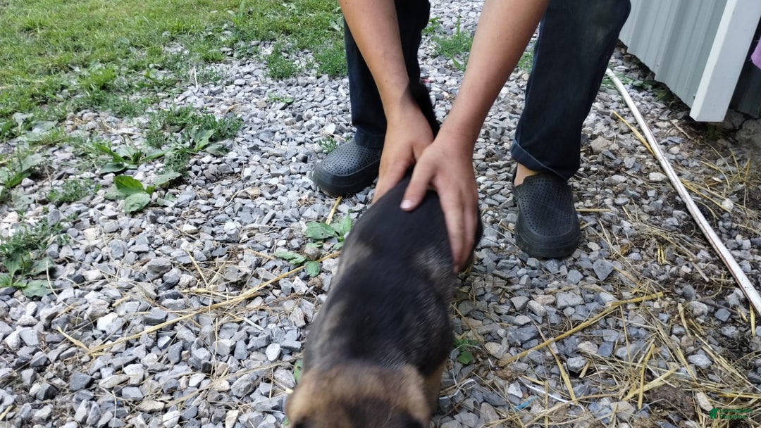 Norwegian Elkhound dogs for sale: Roscoe - Image 3
