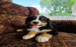 Bernese Mountain Dog dogs for sale: Dandelion - Image 3