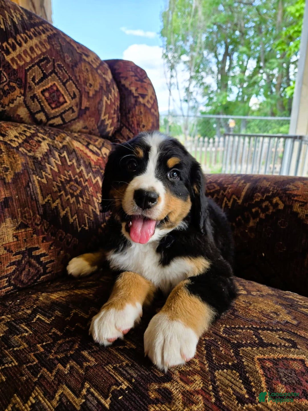 Bernese Mountain Dog dogs for sale: Dandelion - Image 3