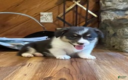 Welsh Corgi Pembroke dogs for sale: Jimmy - Image 16