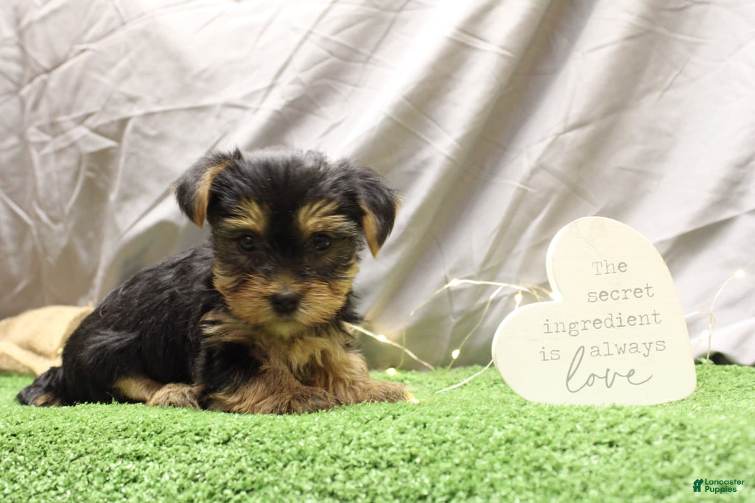 Yorkshire Terrier dogs for sale: Yorkshire Terrier 6 puppies - Image 2