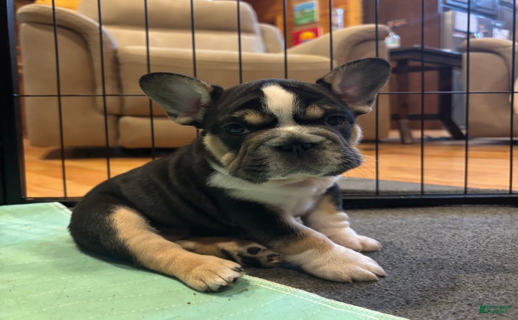French Bulldog dogs for sale - Ad 4